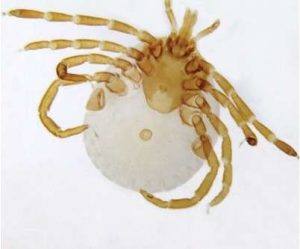 ARÁCNIDOS (GARRAPATAS) PORTAOBJETOS DE MICROSCOPIO, PIEZA COMPLETA #307506