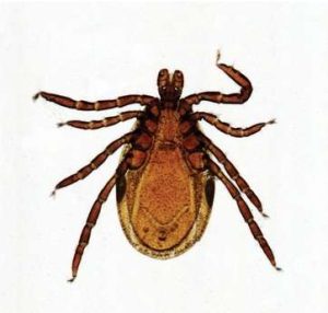 ARÁCNIDOS (GARRAPATAS) PORTAOBJETOS DE MICROSCOPIO, PIEZA COMPLETA #307542