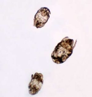 ÁCAROS DEL POLVO, PIEZA COMPLETA, PORTAOBJETOS DE MICROSCOPIO INDIVIDUAL #307558