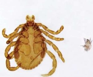 ARÁCNIDOS (GARRAPATAS) PORTAOBJETOS DE MICROSCOPIO, PIEZA COMPLETA #307584