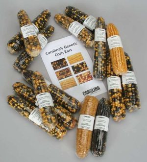 MODELO CORN GENETICS SET # 176321