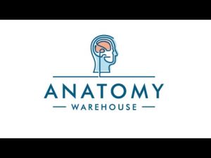 Anatomy Warehouse