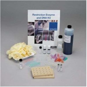 KIT 8 ESTACIONES DE ENZIMAS Y ADN 211186