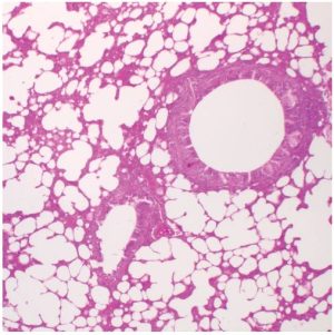LAMINA FIJA TEJIDO PULMONAR MAMIFERO 315648