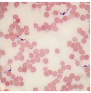 LAMINA FIJA TRYPANOSOMA SEC 295810