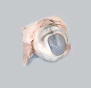OJOS DE OVEJA CONSERVADOS EN FORMALINA CAROLINA BIOLOGICAL #228761