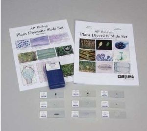 PLANT DIVERSITY SLIDE SET-STUDENT 292200