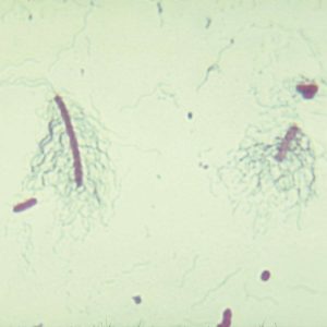 LAMINA DE FLAGELOS BACTERIALES 294204 CAROLINA BIOLOGICAL