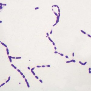 LAMINA ESPORAS BACTERIANAS 294228 CAROLINA BIOLOGICAL