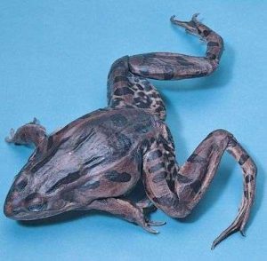 FORMALIN FROG, 3 TO 4", DOUBLE INJECTION, BULK BAG 227502