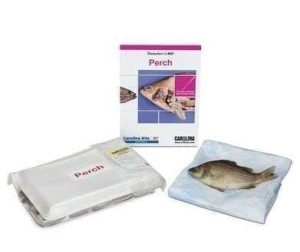 PERCH DISSECTION BIOKIT # 221450