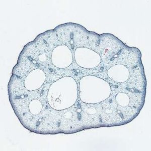 TEJIDO DE COLÉNQUIMA, CS, PORTAOBJETOS DE MICROSCOPIO DE 12 ?M #307136