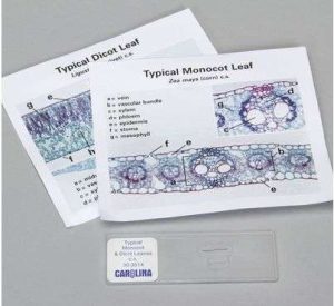 MONOCOT AND DICOT LEAF SELF-STUDY 303508