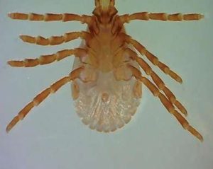 RHIPICEPHALUS SANGUINEUS, PIEZA COMPLETA PORTAOBJETOS DE MICROSCOPIO #307566
