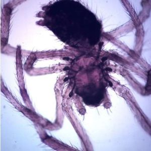 ARAÑA, PIEZA COMPLETA, PORTAOBJETOS DE MICROSCOPIO #307572