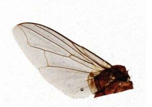 INSECTOS PORTAOBJETOS DE MICROSCOPIO, PIEZA COMPLETA #307710