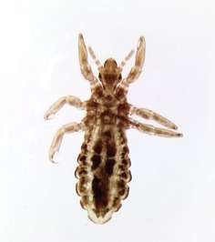 LAMINA FIJA PEDICULUS CAPITIS WM 307876