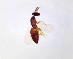 WOWBUG, PORTAOBJETOS DE MICROSCOPIO WM #308030