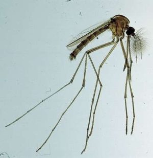 PORTAOBJETOS DE MICROSCOPIO CULEX (MOSQUITO), PIEZA COMPLETA #308088