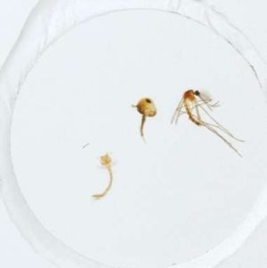 CICLO DE VIDA DEL MOSQUITO, PORTAOBJETOS DE MICROSCOPIO #308112