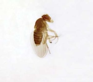PORTAOBJETOS DE MICROSCOPIO DE DROSOPHILA, MONTAJE COMPLETO #308118