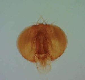 MUSCA DOMESTICA HEAD, PORTAOBJETOS DE MICROSCOPIO #308136