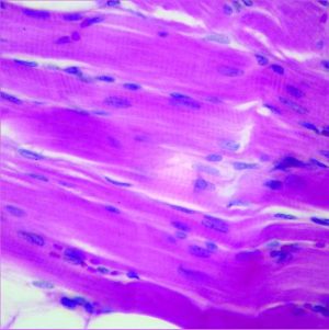 PORTAOBJETOS DE MICROSCOPIO DE MÚSCULO ESQUELÉTICO CAROLINA BIOLOGICAL #313322