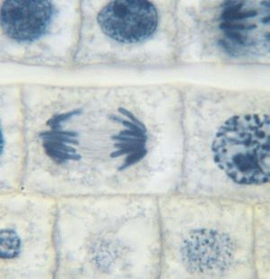 LAMINA MITOSIS CEBOLLA B07RP48KJS EISCO
