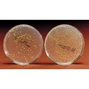 KIT COLONIA "GREEN GENE" 4 ETAPAS #211081 CAROLINA BIOLOGICAL