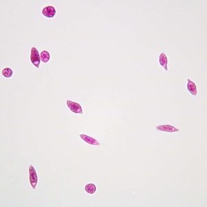LAMINA EUGLENA 295666 CAROLINA BIOLOGICAL