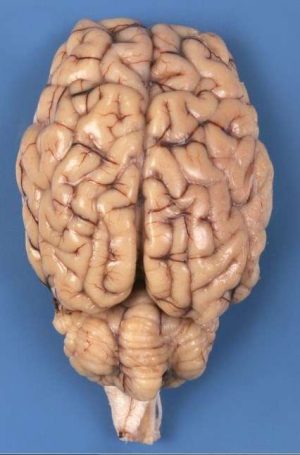 CEREBRO DE OVEJA EN FORMALINA, HIPÓFISIS INTACTA, 1UNIDAD #228746 CAROLINA BIOLOGICAL.
