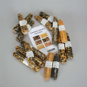 CONJUNTO GENES DE MAIZ 176321 CAROLINA BIOLOGICAL