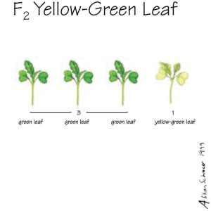 "SEMILLAS DE PLANTA ""BRASSICA RAPA"" F2 HOJA VERDE-AMARILLA, PAQUETE DE 250 158887 CAROLINA BIOLOGI