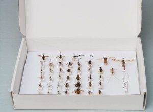 CAJA DE FIJACION PARA INSECTOS ENTOMOLOGICOS