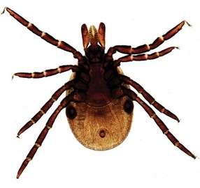 LAMINA FIJA IXODES SCAPULARIS FEMALE WM 307548