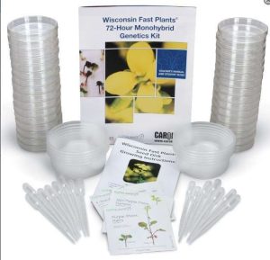 KIT DE GENÉTICA MONOHÍBRIDA DE 72 HORAS #158940 CAROLINA BIOLOGICAL
