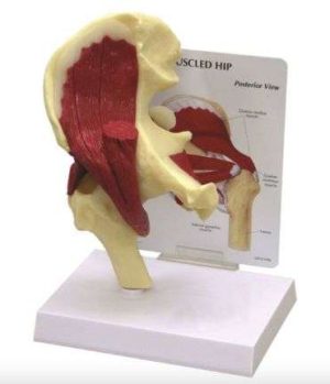 MODELO ANATOMICO CADERA CON MUSCULOS 3B SMART ANATOMY A-100742