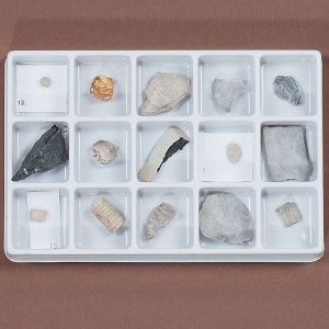 COLECCION FOSILES PALEOZOICOS #GEO5320 CAROLINA BIOLOGICAL