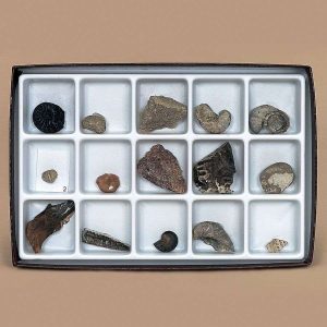 COLECCION FOSILES MESOZOICOS #GEO5322 CAROLINA BIOLOGICAL