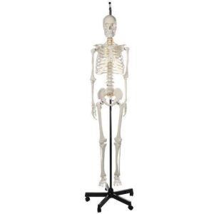 MODELO DE ANATOMIA ESQUELETO COLGANTE DE PIE 3B SCIENTIFIC #A-100159