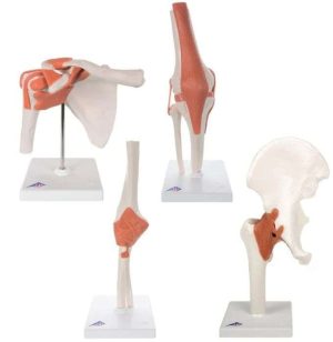 JUEGO DE 4 MODELOS FUNCIONALES ARTICULACIONES A80123 3B SCIENTIFIC