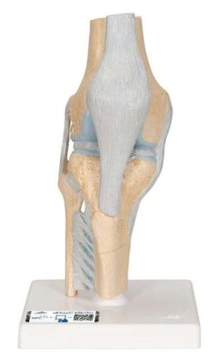 MOLDE ARTICULACION RODILLA 3 PARTES 1000180-A89 3B SCIENTIFIC