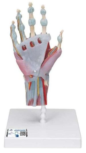 MODELO ANATOMICO DE MANO Y PIE CON LIGAMENTOS Y MUSCULOS M33/1 Y M34/1 3B SCIENTIFIC