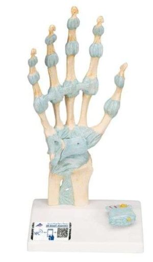 MODELO ESQUELETO MANO CON LIGAMENTOS Y TUNEL CARPIANO 1000357-M33 3B SCIENTIFIC