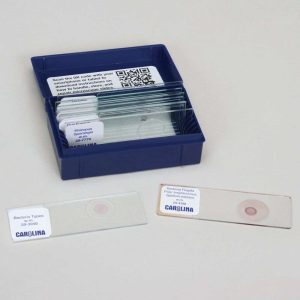 LAMINAS CON BACTERIAS Y HONGOS 292916 CAROLINA BIOLOGICAL
