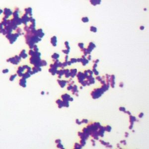 LAMINA COCCUS MIXTO GRAM-POSITIVO Y GRAM-NEGATIVO 294024 CAROLINA BIOLOGICAL