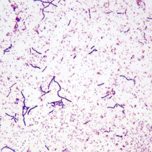 LAMINA BACILLUS MEZCLA GRAM-POSITIVO GRAM-NEGATIVO 293988 CAROLINA BIOLOGICAL