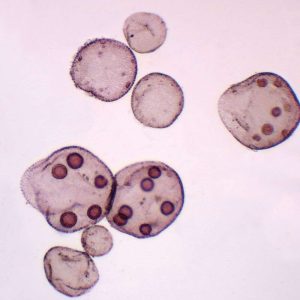 LAMINA VOLVOX ASEXUAL 296620 CAROLINA BIOLOGICAL
