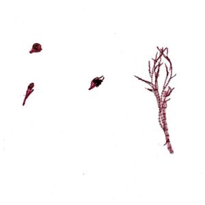 LAMINA COMBINACION POLISIFONIA 296290 CAROLINA BIOLOGICAL