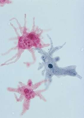 AMOEBA PROTEUS